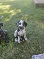 Ella , a female Great Dane and Cane Corso for sale in Mondovi, WI – 4 of 8