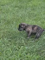 Cheech, a male Cane Corso for sale in Mondovi, WI – 10 of 10