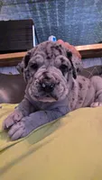 Bubbles, a female Great Dane and Cane Corso for sale in Mondovi, WI – 3 of 10