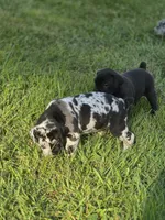 Bella , a female Great Dane and Cane Corso for sale in Mondovi, WI – 4 of 9
