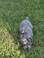 Bubbles, a female Great Dane and Cane Corso for sale in Mondovi, WI – 9 of 10