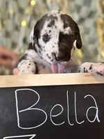 Bella , a female Great Dane and Cane Corso for sale in Mondovi, WI – 5 of 9
