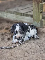 Ella , a female Great Dane and Cane Corso for sale in Mondovi, WI – 5 of 8