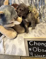 Chong , a male Great Dane and Cane Corso for sale in Mondovi, WI – 4 of 10