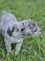 Bubbles, a female Great Dane and Cane Corso for sale in Mondovi, WI – 8 of 10