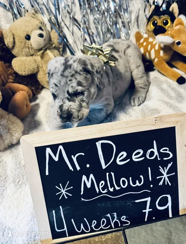 Mr. Deeds  – Great Dane, Cane Corso puppy for sale in Mondovi, WI