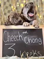 Cheech, a male Cane Corso for sale in Mondovi, WI – 4 of 10