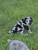 Bella , a female Great Dane and Cane Corso for sale in Mondovi, WI – 6 of 9