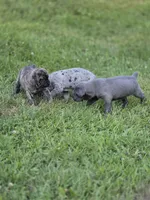 Luna, a female Cane Corso for sale in Mondovi, WI – 5 of 10