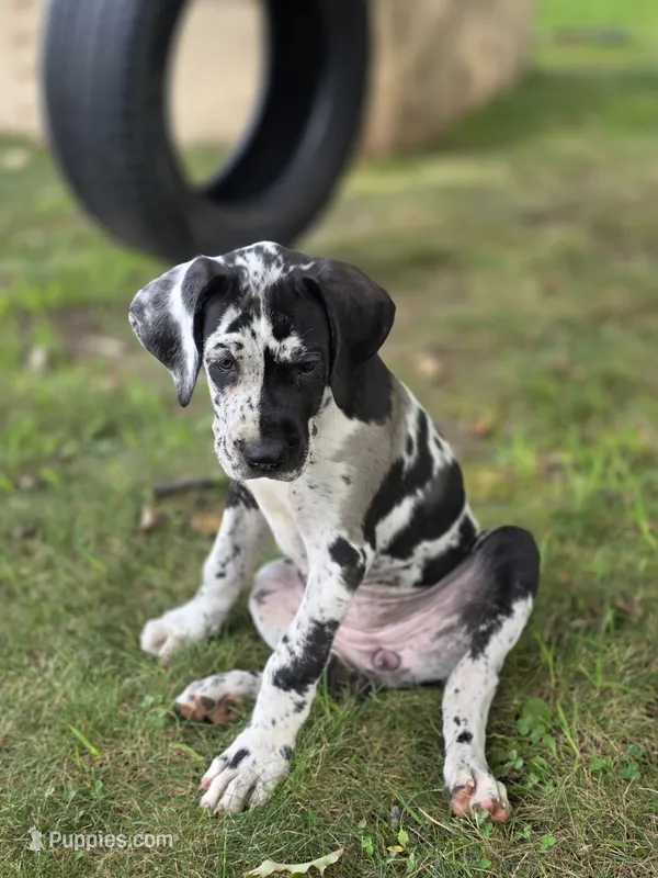 Bella  – Great Dane, Cane Corso puppy for sale in Mondovi, WI