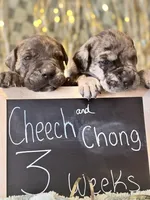 Cheech, a male Cane Corso for sale in Mondovi, WI – 6 of 10