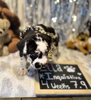Ella, a female Great Dane and Cane Corso for sale in Mondovi, WI – 4 of 10