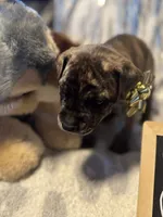 Cheech, a male Cane Corso for sale in Mondovi, WI – 3 of 10