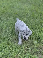 Mr. Deeds , a male Great Dane and Cane Corso for sale in Mondovi, WI – 8 of 8