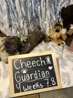 Cheech, a male Cane Corso for sale in Mondovi, WI – 5 of 10
