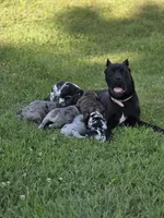 Chong , a male Great Dane and Cane Corso for sale in Mondovi, WI – 10 of 10