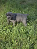 Luna, a female Cane Corso for sale in Mondovi, WI – 9 of 10