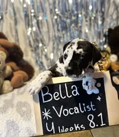 Bella , a female Great Dane and Cane Corso for sale in Mondovi, WI – 3 of 9