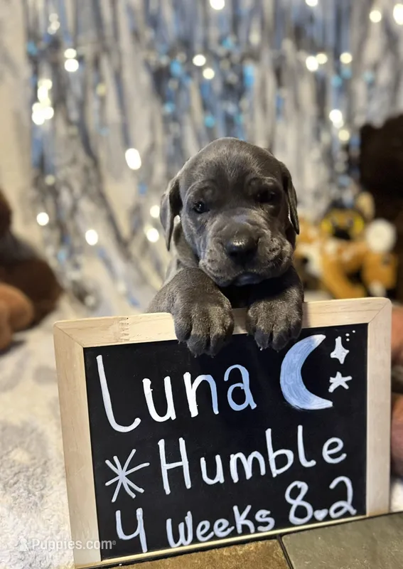 Luna – Cane Corso puppy for sale in Mondovi, WI