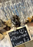 Chong , a male Great Dane and Cane Corso for sale in Mondovi, WI – 1 of 10
