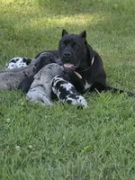 Bella , a female Great Dane and Cane Corso for sale in Mondovi, WI – 9 of 9
