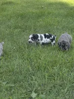 Ella, a female Great Dane and Cane Corso for sale in Mondovi, WI – 10 of 10