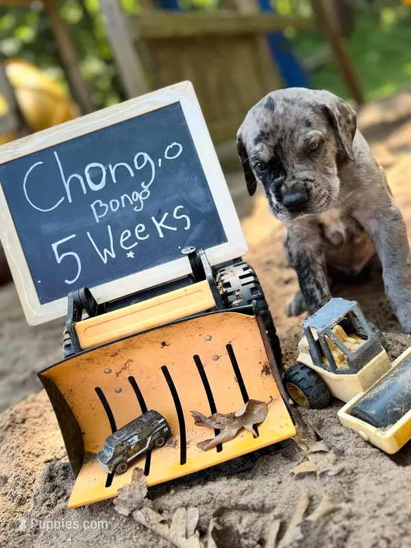 Chong  – Great Dane, Cane Corso puppy for sale in Mondovi, WI
