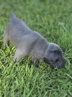Luna, a female Cane Corso for sale in Mondovi, WI – 8 of 10