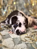 Ella, a female Great Dane and Cane Corso for sale in Mondovi, WI – 7 of 10