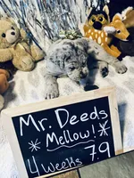 Mr. Deeds , a male Great Dane and Cane Corso for sale in Mondovi, WI – 4 of 8
