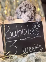 Bubbles, a female Great Dane and Cane Corso for sale in Mondovi, WI – 6 of 10