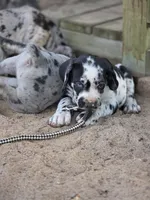 Ella , a female Great Dane and Cane Corso for sale in Mondovi, WI – 7 of 8
