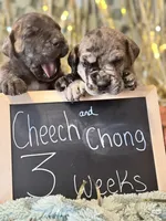 Chong , a male Great Dane and Cane Corso for sale in Mondovi, WI – 5 of 10
