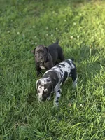 Jetta Jr., a female Great Dane and Cane Corso for sale in Mondovi, WI – 8 of 10