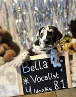Bella , a female Great Dane and Cane Corso for sale in Mondovi, WI – 1 of 9