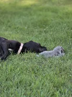 Chong , a male Great Dane and Cane Corso for sale in Mondovi, WI – 3 of 10