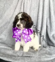 Mini Poodle, a female Poodle - Miniature  for sale in Ann Arbor, MI – Photo 5 of 5