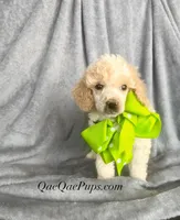 Mini Poodle, a female Poodle - Miniature  for sale in Ann Arbor, MI – Photo 2 of 5