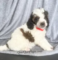 Mini Poodle, a female Poodle - Miniature  for sale in Ann Arbor, MI – Photo 3 of 5