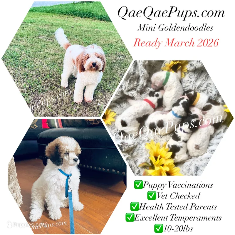 Mini Goldendoodles