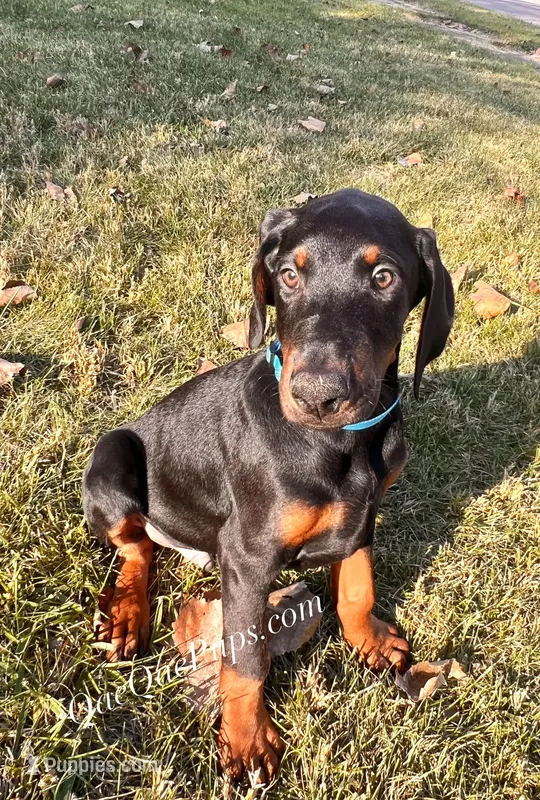 European Dobermans