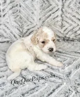 Mini Poodle, a female Poodle - Miniature  for sale in Detroit, MI – Photo 4 of 7