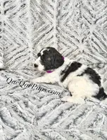 Mini Poodle, a female Poodle - Miniature  for sale in Detroit, MI – Photo 5 of 7