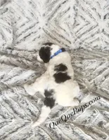 Mini Poodle, a female Poodle - Miniature  for sale in Detroit, MI – Photo 2 of 7