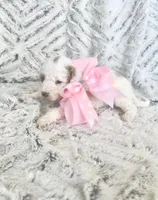 Mini Poodle, a female Poodle - Miniature  for sale in Detroit, MI – Photo 7 of 7