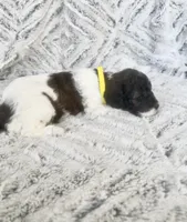 Mini Poodle, a female Poodle - Miniature  for sale in Detroit, MI – Photo 2 of 4