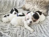 Mini Poodle, a female Poodle - Miniature  for sale in Detroit, MI – Photo 1 of 4