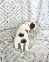 Mini Poodle, a female Poodle - Miniature  for sale in Detroit, MI – Photo 3 of 4