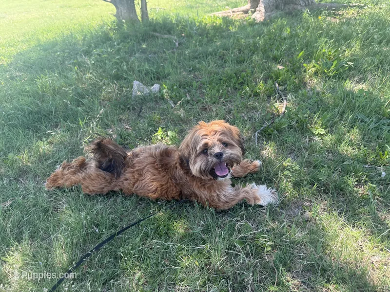 Gigi – Shih Tzu puppy for sale in Oklahoma City, OK