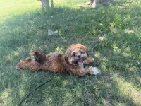 Gigi, a female Shih Tzu for sale in Oklahoma City, OK – Photo 1 of 10